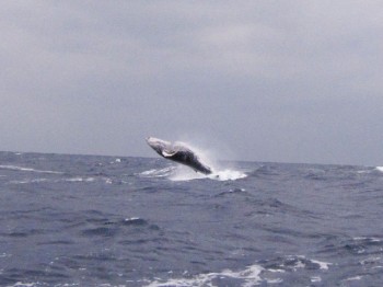 クジラ大ジャンプ！