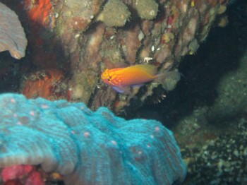 ハナゴンべ　季節来遊魚ですがもはや常連！