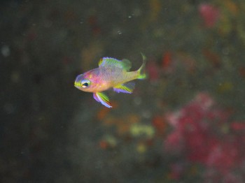 キシマハナダイ幼魚。綺麗でしょう