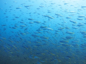 タカベ幼魚