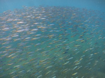 タカベ幼魚