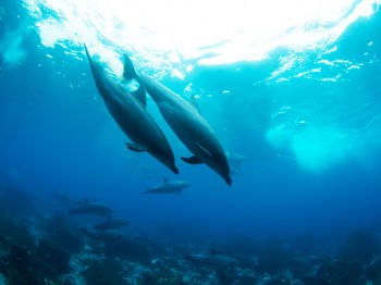 イルカは最高に元気