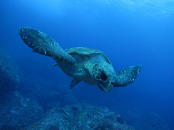 アカウミガメ、三宅では久々