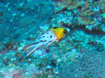 ヒヨドシベラ幼魚