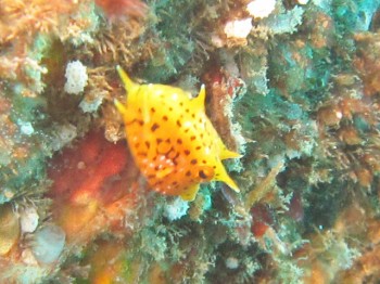 角が特徴。コンゴウフグ幼魚