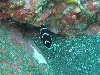 サザナミヤッコ幼魚