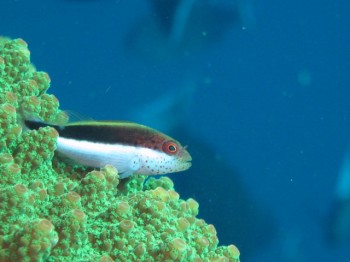 ホシゴンベ幼魚