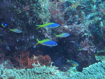 ウメイロモドキ幼魚