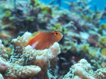 メガネゴンべ幼魚