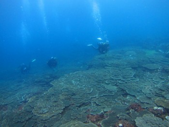 富賀浜テーブルサンゴ群