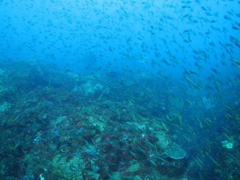 タカベ幼魚壁