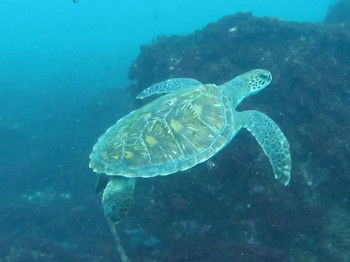 綺麗なアオウミガメ