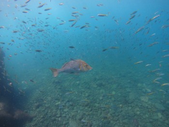 大久保の主。ハマフエフキとタカベ幼魚