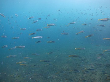 タカベ幼魚。爆発中です！