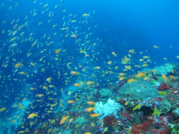 パラダイスな海