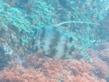 珍しい深海魚。ヒメクサアジ。
