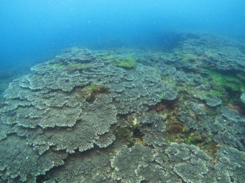 富賀浜サンゴ群