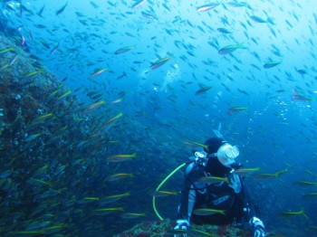 視界ぜんぶ魚。