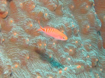 アカホシハナゴイ幼魚