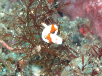 イロブダイ幼魚。なんと！喧嘩中でした。小さいのに・・・。