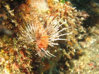 ネッタイミノカサゴ幼魚。