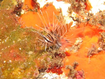 ネッタイミノカサゴ幼魚。