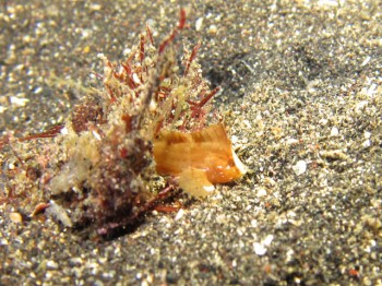 ツマジロオコゼ幼魚。