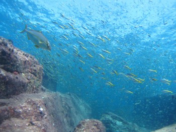 スーパー三宅ブルーと魚群。