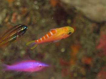 アサヒハナゴイ幼魚。