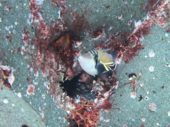 タスキモンガラ幼魚。