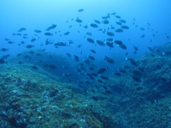 お魚天国。