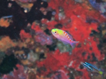 アサヒハナゴイ幼魚。