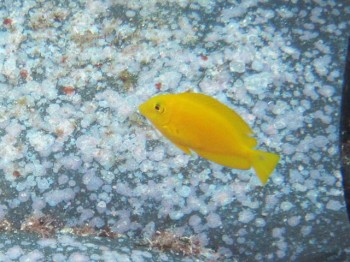 モンツキハギ幼魚。