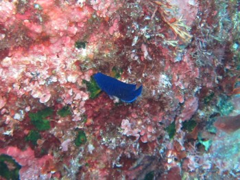 ルリヤッコ幼魚。すばしっこいです。