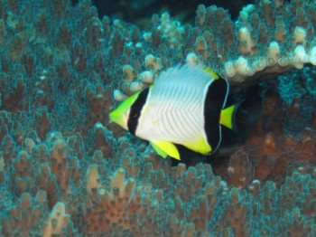 ヤリカタギ幼魚。