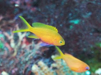 スミレナガハナダイ幼魚。