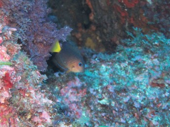 コクテンサザナミハギ幼魚。