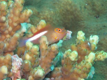 メガネゴンべ幼魚。