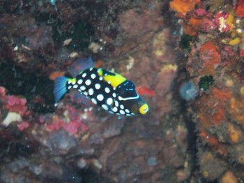 モンガラカワハギ幼魚。