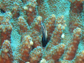 ミヤケベラ幼魚。
