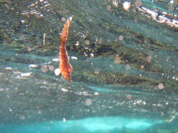 ソウシハギ幼魚。