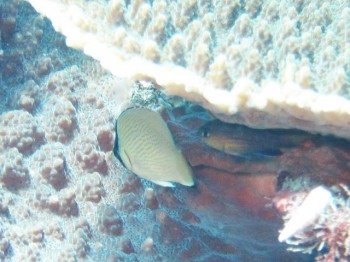 ゴマチョウチョウウオ幼魚。