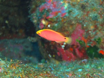 ベニヒレイトヒキベラ幼魚。