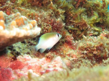 イワサキスズメダイ幼魚。聞きなれないでしょう～。