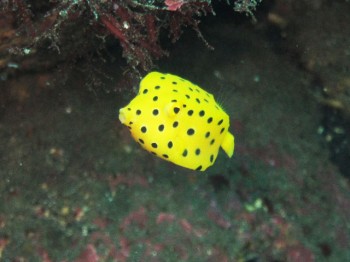 ミナミハコフグ幼魚。