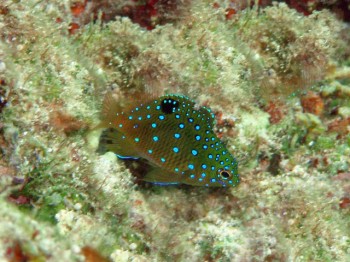 ルリホシスズメダイ幼魚。