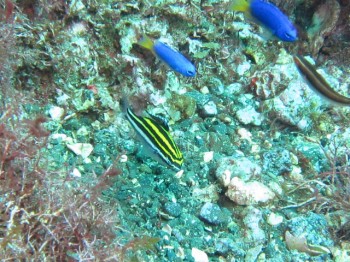 フタスジタマガシラ幼魚。