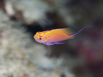 ハナゴンべ幼魚。