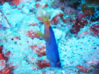 沖永良部島では普通種。ハナヒゲウツボ。贅沢です。