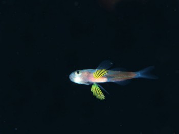 浮遊期幼魚。